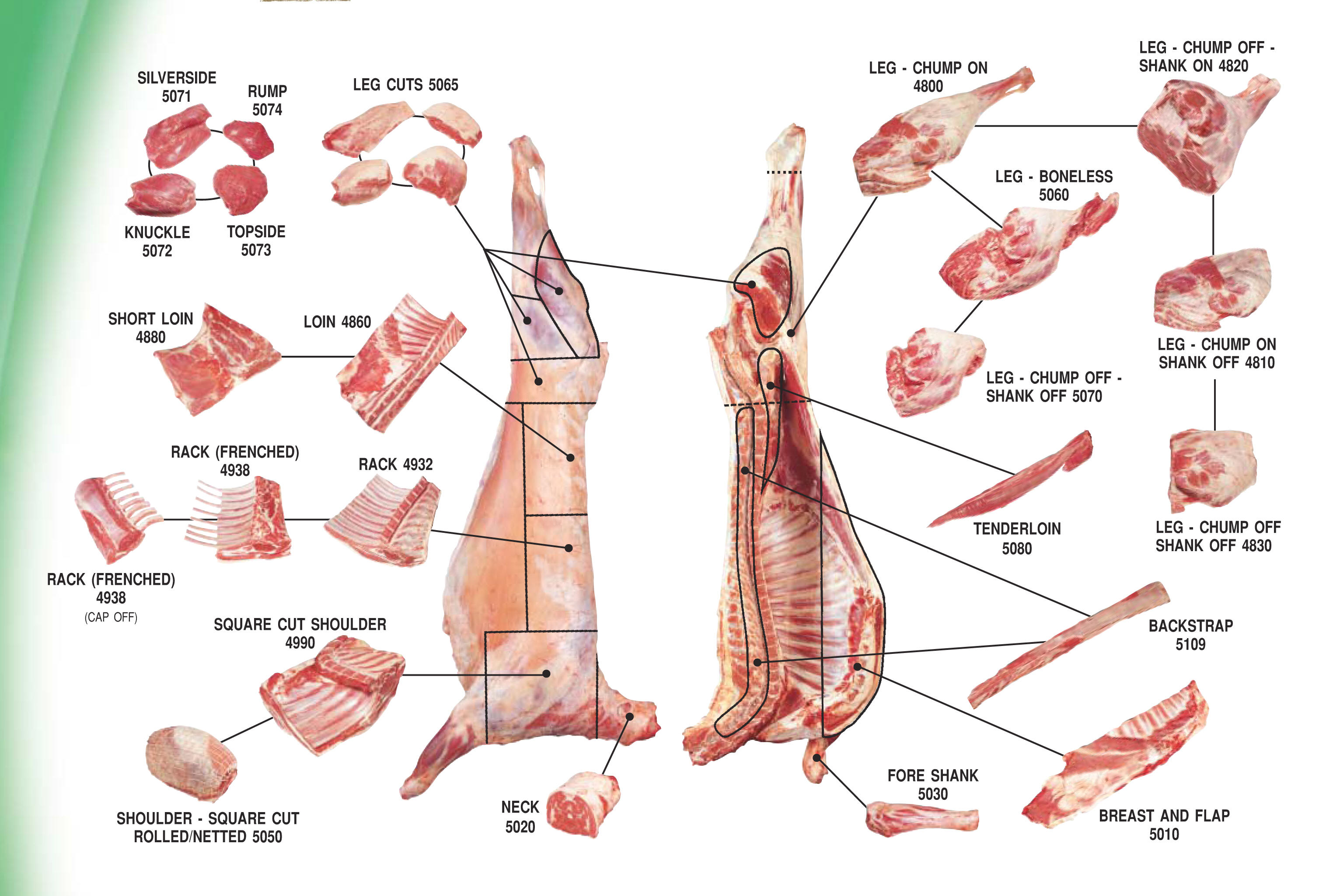 lamb meat cuts chart