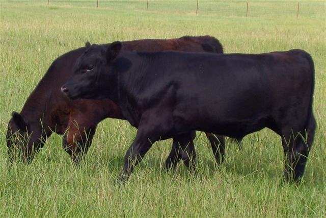 Black cattle grazing in pasture