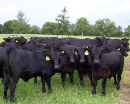 Herd of black cattle with yellow ear tags